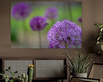 Allium bollen in het groen van Mel van Schayk