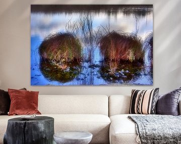 Waterplanten