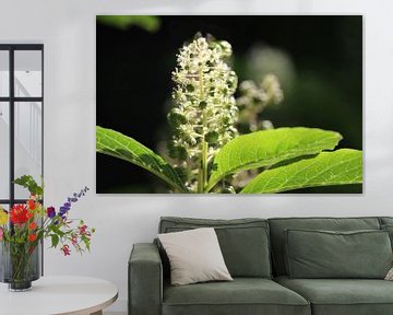 Mooie witte Phytolacca karmozijnbes bloemen van Imladris Images