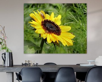 Die Sonnenblume von Jose Lok