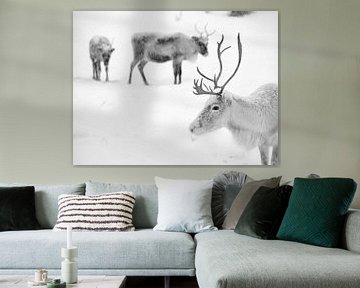 Reindeer in Finnish Lapland by Menno Boermans