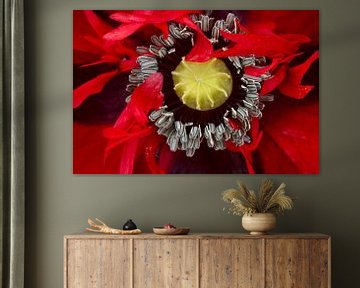 Coquelicot rouge en gros plan fleur de la passion (Papaver rhoeas)