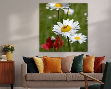 Marguerite avec insecte