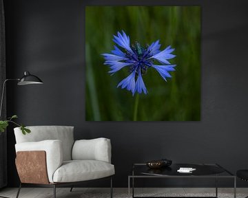 Bête sur une fleur