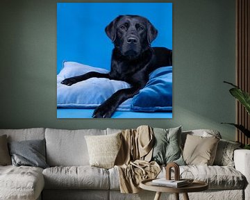 Zwarte labrador hond liggend op blauwe kussens van Leoniek van der Vliet