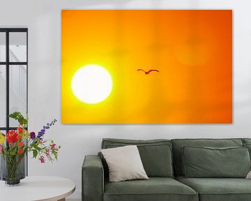Red kite flies towards the rising sun
