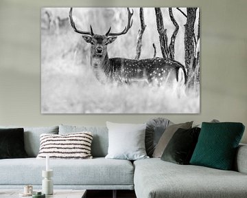 Deer with large antlers in the dunes - fallow deer in black and white by Jolanda Aalbers