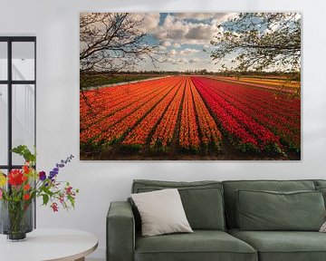 Schitterende tulpenveld in Noordholland met roden en oranje tulpen