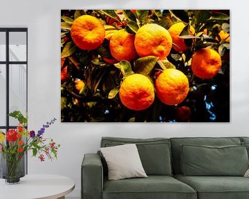 ripe oranges on tree by Dieter Walther