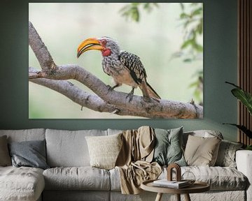 De gekleurde Neushoornvogel | Reisfotografie | Zuid-Afrika van Sanne Dost