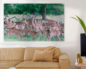 Group of impala in color | Travel photography | South Africa by Sanne Dost