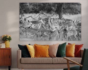 Groep impala's in zwart wit | Reisfotografie | Zuid-Afrika van Sanne Dost