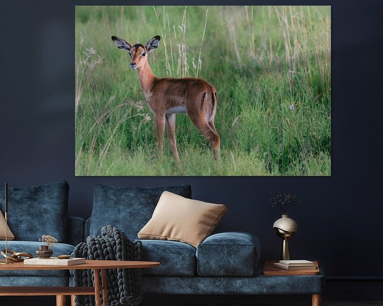 Aperçu de la chambre