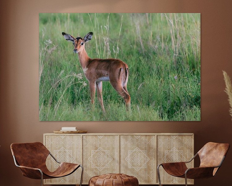 Aperçu de la chambre