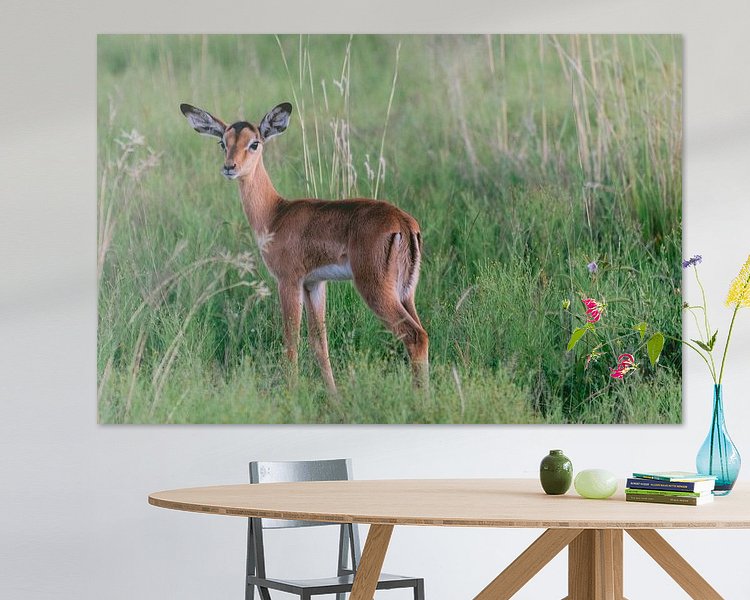 Aperçu de la chambre