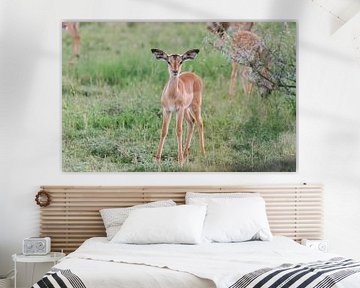 Baby Impala | Reisfotografie | Zuid-Afrika van Sanne Dost