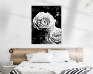 Rode rozen maar dan in zwart wit vastgelegd van foto by rob spruit