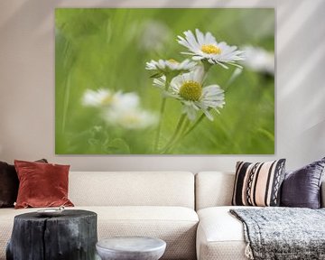 Marguerites sur Mariëro Fotografie