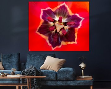 Tulip (inside) by Linda De graaf