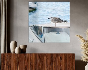 Seagull on a boat in the port of Krk in Croatia by Heiko Kueverling