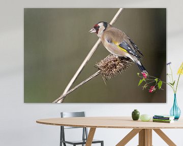 Goldfinch by Robbie Nijman