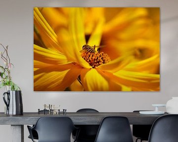 Blühender Gelber Sonnenhut (Rudbeckia), Blumen, Deutschland