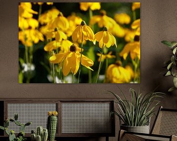 Flowering yellow coneflower, flowers, Germany