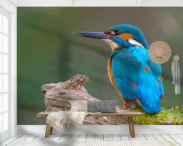 IJsvogel op zijn hoede van IJsvogels.nl - Corné van Oosterhout