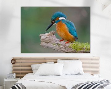 Kingfisher