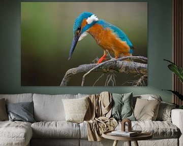 IJsvogel concentratie