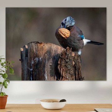 Jay ist ein echter Schreihals