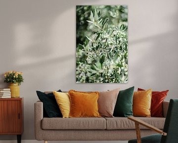 Groene olijf bladeren van Wianda Bongen