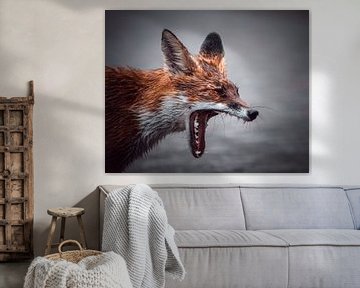 Yawning fox by Jeffrey Hoorns