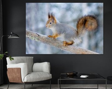 Winter squirrel by Sam Mannaerts