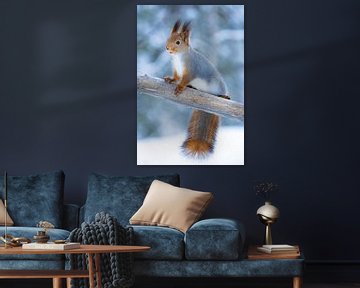 Winter-Eichhörnchen III von Sam Mannaerts
