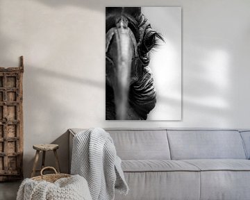 Nahaufnahme des Auges eines Nashornvogels | Porträt | Schwarz-Weiß von Monique Tekstra-van Lochem