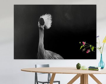 Kraanvogel met witte kuif | Portret | Zwart Wit