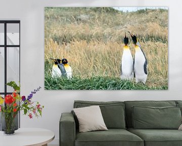 King penguins in the grass by RobJansenphotography