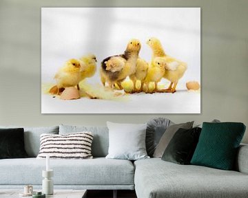 Kleine Kippen samen staan, eiren van Dina-Artphoto