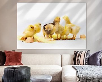 Chickens by Dina van Vlimmeren