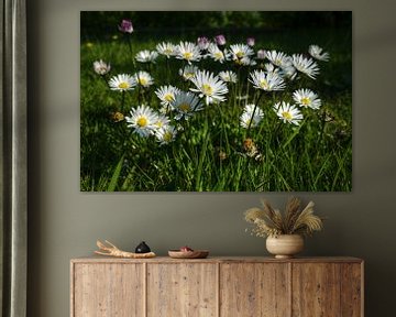 Daisies, daisies