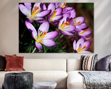 Purple crocus  sur Jolanta Mayerberg