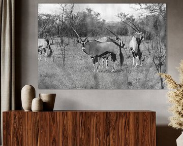 Gemsbok in zwart wit | Reisfotografie | Zuid-Afrika van Sanne Dost