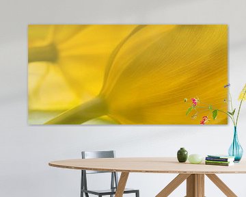 Panorama of two yellow tulips in the light