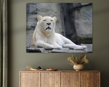 Witte leeuwin van Jose Lok