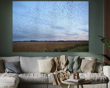 Starling swarm in the evening by Barbara Brolsma