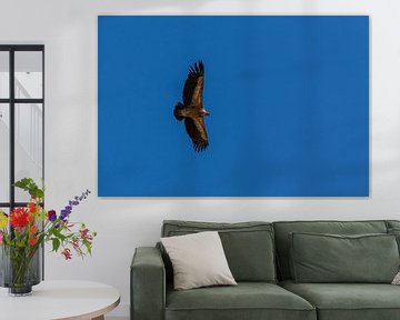 Griffon vulture (Gyps fulvus) by Dirk Rüter