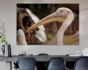 Pelikan von Rob Boon