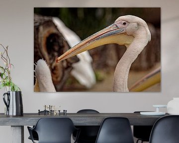Pelican by Rob Boon