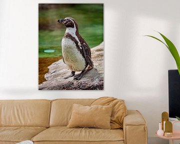Humboldt-Pinguin von Rob Boon